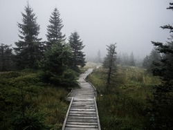 Moody wood path in the scary atmospheric forest surrounded by fog in every step deep in National park Jizera mountains, Czech Republic.