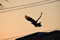 beautiful Indian peacock flying at sunset