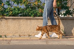 A domestic cat, along with a girl, walks along the sidewalk along the road. Pet and its owner on a walk. Side view.