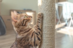 Tabby cat and scratching post in the room.