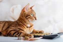 Bengal cat counts on a calculator, manage family budget, pay bills. Savings concept.