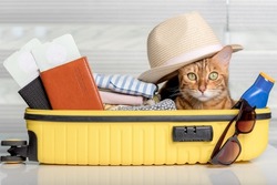 Funny cat in a suitcase with glasses, passports, tickets and clothes. Summer vacation.