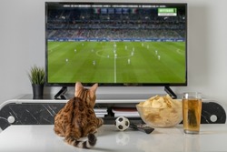 Domestic cat, a bowl of chips and beer on the background of the TV. Evening cozy watching a football match.