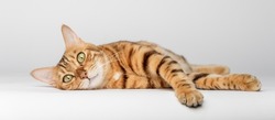 Bengal cat lies on a white background. Red cat isolated. Cat for food advertising.