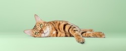 Bengal cat, female, 3 years old, color rosette on gold, brown spotted, lies on a green background.