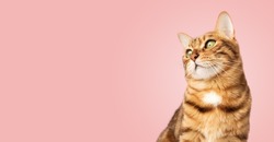 Portrait of a Bengal cat on a pink background. Copy space.