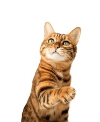 Bengal cat on a white background with a raised paw.