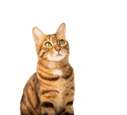 Portrait of a young bengal cat isolated on a white background.