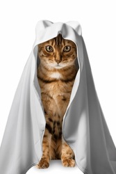 Cat in a ghost costume on a white background. Cat dressed for Halloween isolated.