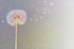 
sweet and delicate image of a dandelion flower caressed by wind 