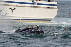 The snout of a humpback whale on the water surface with some flying seagulls and a tourist whale watching boat in the background in the Atlantic Ocean 