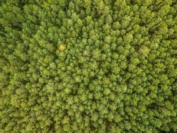aerial top down view on the green pine forest in Lithuania