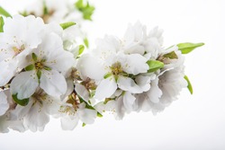 almond flower isolated 