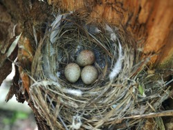 Bird's Nest in the Woods on a Tree with Eggs