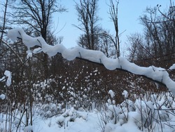 Snow snake on a branch