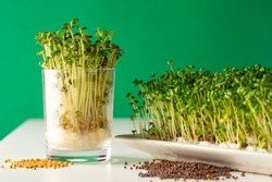Sprouds, germinated seeds with green background  luminous white table and glass