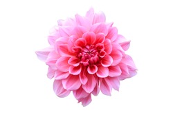 Pink Flower Isolate