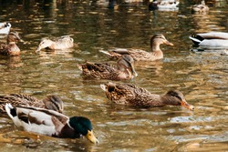 A large flock of ducks eats abandoned bread on the lake, Ducks and drakes swim on the water.