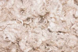 Pile of unprocessed high quality New Zealand merino wool
