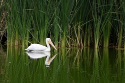Wetlands in Bosque San Juan de Aragon, Mexico City, an aquatic bird on the lake of the Park.