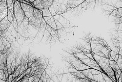 Blurred image of black branches in late autumn against a gray sky.Bottom view.