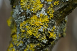 Yellow and light blue lichen on a tree. Macro photo.