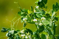 Peas bloom with white small flowers. Fresh shoots of peas on a blurred background on a sunny summer day. Gardening peas plants for vegeterian food.