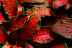Closeup of pink veins on a fittonia houseplant. Green red leaves texture background.