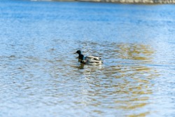 Duck on water scene. Duck water. Duck swim. Ducks swimming water.