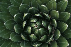 Fractal cactus energy peaceful green