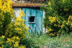an old abandoned shack in a garden. An old blue wooden door on a shack in a garden