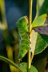 Cerura Vinula or Puss Moth Caterpillar Macro