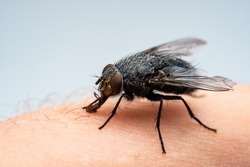 House Fly, Flesh Fly or Meat Fly Sarcophagidae Parasite Insect Pest on Skin. Danger of Disease Vector, Pathogen Transmission or Infection Germ Spreading