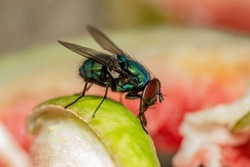House Fly, Flesh Fly or Meat Fly Sarcophagidae Parasite Insect Pest on Fruit. Danger of Disease Vector, Pathogen Transmission or Infection Germ Spreading