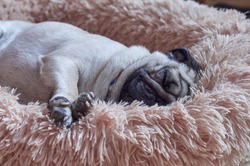 Cute pug dog sleeps deeply on his fluffy bed