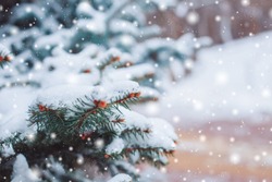 Frosty winter landscape in snowy forest. Pine branches covered with snow in cold winter weather. Christmas background with fir trees and blurred background of winter