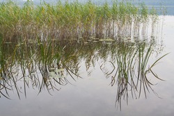 Green lake reeds and calamus mirror image in the lake water