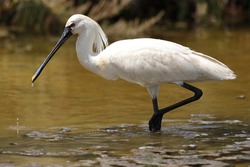The Spoonbill is an unmistakable wader for its large size, white color, and habit of wading through shallow wetland bottoms while tracking mud with its flattened beak. 