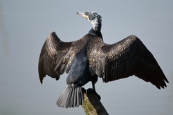 Great cormorant basking in the sun with its wings spread. Photograph taken in the Doñana preserve (Sanlúcar).