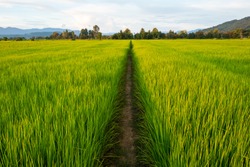 Young rice and pathway in fields.Rice field with pathway. Pathway in the middle of rice fields.