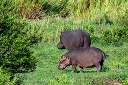 Hippos in and out of water