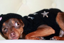 A small dog, Toy Terrier breed, brown, in a black knitted jacket with a hood, lies, looking frightened to the side.