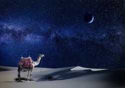 A lonely camel at night in the desert