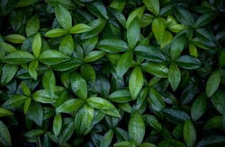 Foliage of vibrant green leaves of periwinkle plant perfect for background