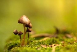 Family of fungi grows up in the forest