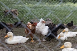 Poultry pen fenced with a metal mesh, containing hens, roosters, ducks