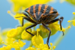 Italian Striped-Bug or Minstrel Bug (Graphosoma lineatum).
