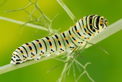 Caterpillar of the Maltese Swallowtail Butterfly eating fennel leaves, 10 days after hatching. It is now about 40 mm long and nearing its final days as a caterpillar.

