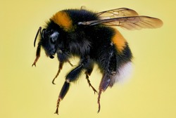 Honey Bee Focus Stacked Macro