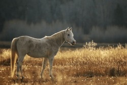 Gorgeous white horse residing in a big field